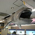 Megamouth shark Megachasma pelagios.jpg