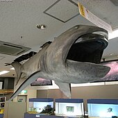A taxidermied Megachasma pelagios, or megamouth shark Megamouth shark Megachasma pelagios.jpg