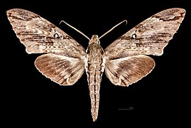 Meganoton rubescens rubescens mounted specimen - male dorsal