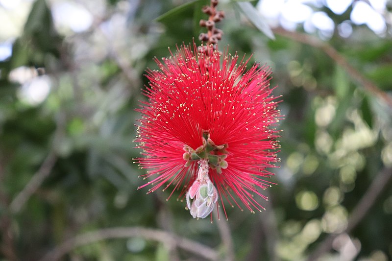 File:Melaleuca citrina syn. Callistemon citrinus IMG 8455.jpg