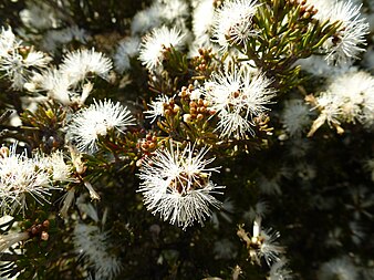 M. teuthioides leaves and flowers Melaleuca teuthioides (leaves, flowers).JPG
