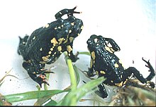 A pair of M. stelzneri with visibly red toes and high contrast black and yellow dorsal patterns. Melanophryniscus stelzneri stelzneri01.jpg