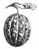Melon cantaloup orange Vilmorin-Andrieux 1883.png