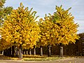 * Nomination Avenue of lime trees in the park of Seehof Castle --Ermell 06:37, 7 November 2023 (UTC) * Promotion  Support Good quality--Famberhorst 06:51, 7 November 2023 (UTC)