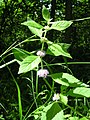 Mentha arvensis, or wild mint