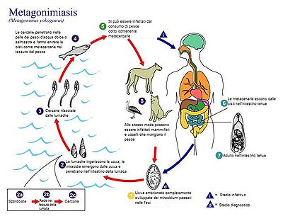 Metagonamiasis Cycle de vie - Italian.jpg