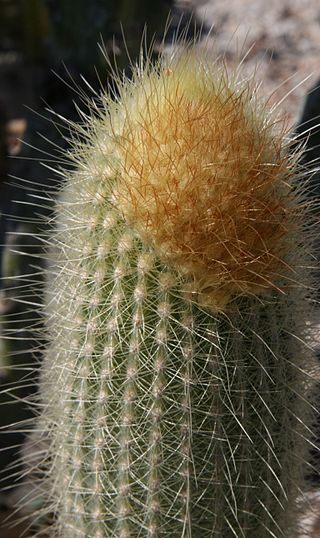 <i>Micranthocereus streckeri</i> Species of cactus