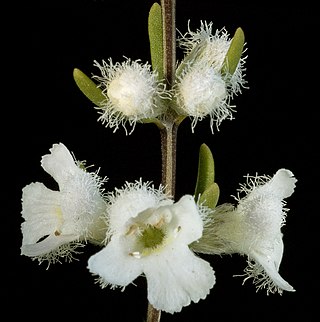 <i>Microcorys barbata</i> Species of plant