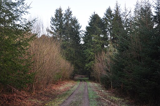 Mid Devon , Upcott Wood - geograph.org.uk - 2800298