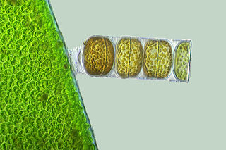 <i>Melosira</i> Genus of Golden brown algae