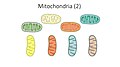 Mitochondria