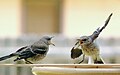 Juveniles that appear to be arguing