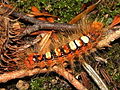 Moma alpium larva.jpg