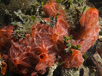 M. arbuscula can grow on a variety of substrates in reef habitats Monanchora barbadensis (Red Encrusting Sponge).jpg