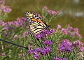 * Nomination Monarch butterfly in Brooklyn Botanic Garden --Rhododendrites 01:14, 1 October 2019 (UTC) * Promotion  Support Good quality. --Uoaei1 03:54, 1 October 2019 (UTC)