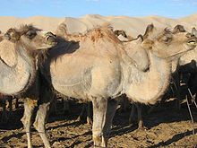 Mongolia Camelus bactrianus.jpg