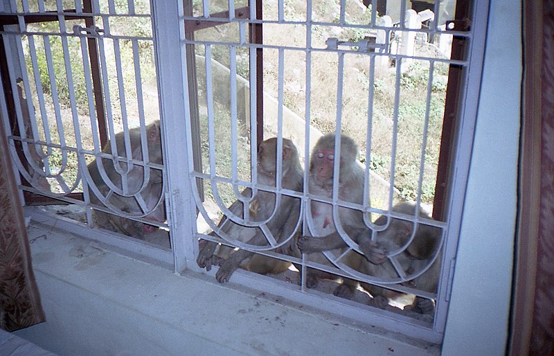 File:Monkeys on my windowsill (6627567027).jpg