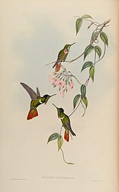 Hooded visorbearer (lithography by Henry Constantine Richter (1821-1902) based on a drawing by John Gould (1804-1881)) MonographTrochi4Goul 0086.jpg