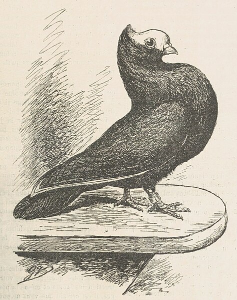 File:Mookee (Illustration 1897).jpg