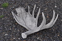 Moose Antlers in Denali National Park.JPG