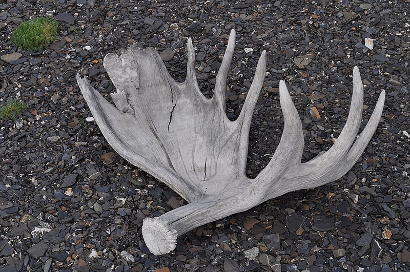 File:Moose Antlers in Denali National Park.JPG