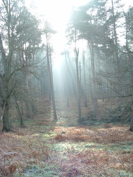 File:Morning Sunlight - geograph.org.uk - 328815.jpg