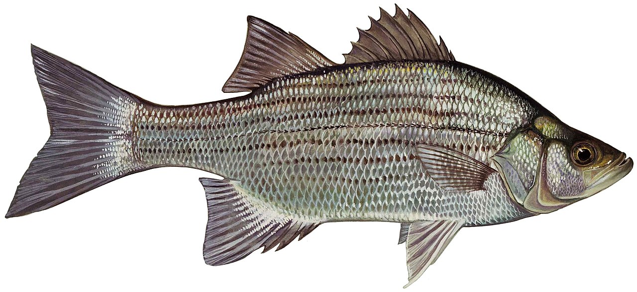 File:Morone chrysops white bass fish (white background).jpg - Wikipedia