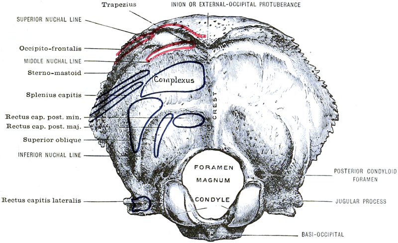 File:Morris' human anatomy (1898) - Fig 030.png