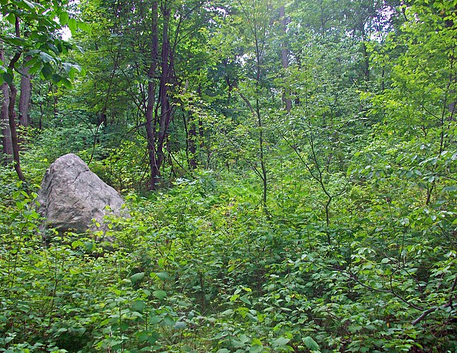 Highest point, in woods near sign on trail indicating highest point in county located in Jefferson Township.