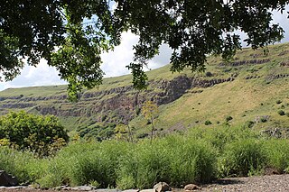 <span class="mw-page-title-main">Gamla nature reserve</span> Nature reserve and archaeological site in the center of the Golan Heights