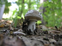 Hall kärbseseen Amanita excelsa