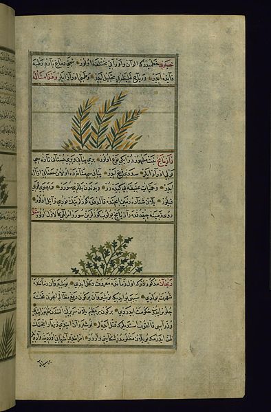 File:Muhammad ibn Muhammad Shakir Ruzmah-'i Nathani - Yellow Wallflower and a Plant Called Zazyabaj - Walters W659232B - Full Page.jpg
