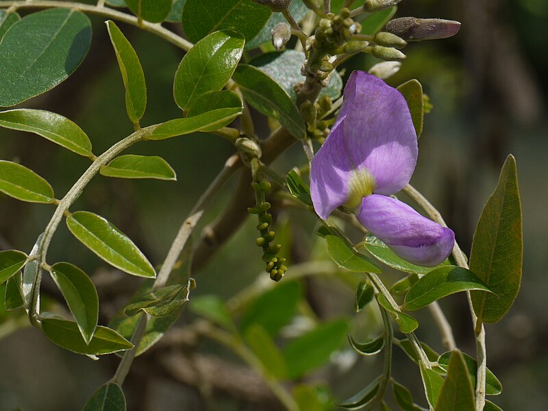 File:Mundulea sericea (6256612843).jpg