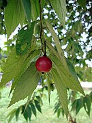 文定果（英语：Muntingia） Calabur fruit