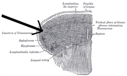 Musculustransversuslinguae.png