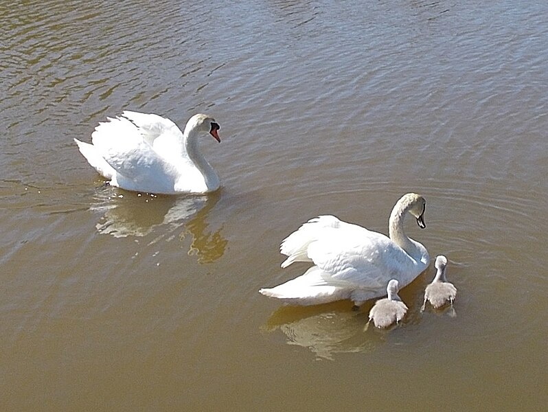 File:Mute swans with cygnets, Dodnor Creek, Isle of Wight, England.jpg