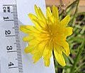 Flower measurement