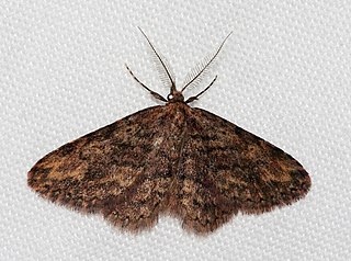 <i>Mycterophora rubricans</i> Species of moth