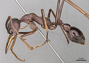 Myrmecia forceps 15082014 casent0914018 p 1 high.jpg