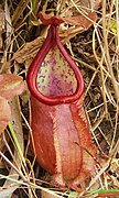 Nepenthes suratensis