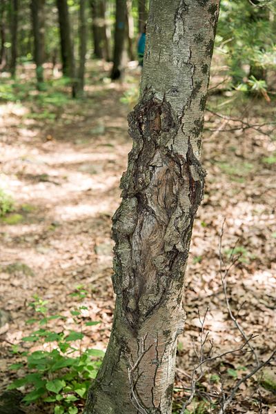 File:N.galligena canker.jpg