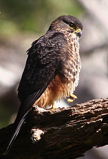 New Zealand falcon the only falcon endemic of New Zealand