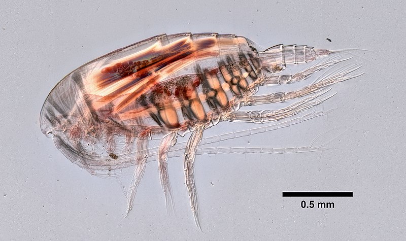 File:Nannocalanus minor (YPM IZ 101446) 002.jpeg