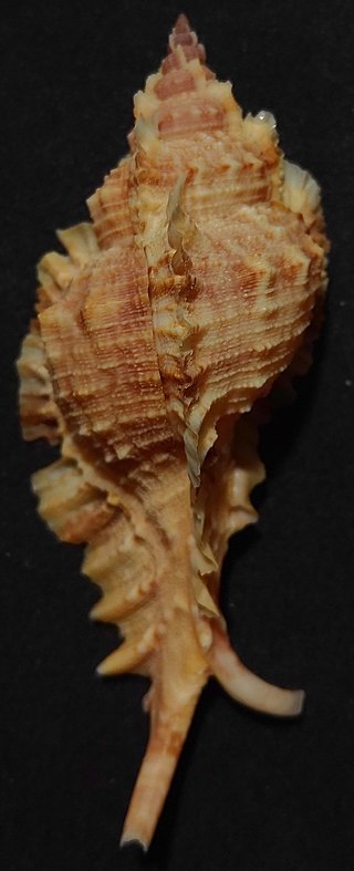 <i>Naquetia barclayi</i> Species of gastropod