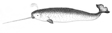 A living Monodon monoceros, or narwhal Narwhalsk cropped.png