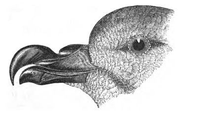 Beak of Petrel