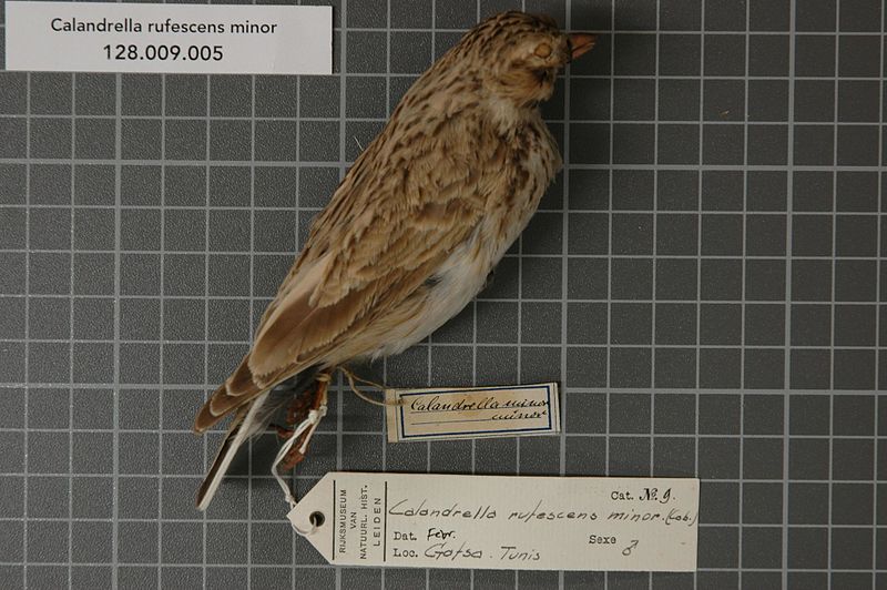 File:Naturalis Biodiversity Center - RMNH.AVES.121800 - Calandrella rufescens minor (Cabanis, 1851) - Alaudidae - bird skin specimen.jpeg
