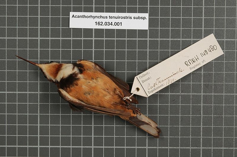 File:Naturalis Biodiversity Center - RMNH.AVES.148480 2 - Acanthorhynchus tenuirostris subsp. - Meliphagidae - bird skin specimen.jpeg