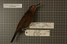Centrum biologické rozmanitosti Naturalis - RMNH.AVES.72605 1 - Sclerurus caudacutus caudacutus (Vieillot, 1816) - Furnariidae - vzorek kůže ptáka.jpeg