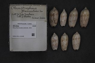 <i>Oliva flammulata</i> species of mollusc